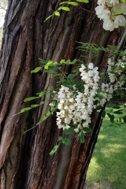 Black Locust Tree - 3 Gallon Pot -Garden & Outdoor Sale Shop robinia pseudoacacia black locust tree 20