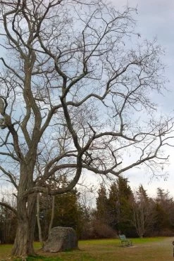 Black Locust Tree - 3 Gallon Pot -Garden & Outdoor Sale Shop robinia pseudoacacia black locust tree 4