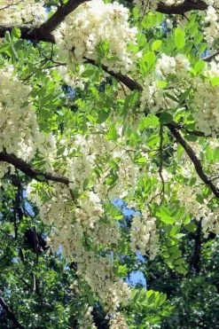 Black Locust Tree - 3 Gallon Pot -Garden & Outdoor Sale Shop robinia pseudoacacia black locust tree 7