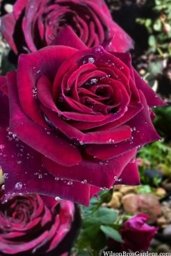 Crimson Knight Brindabella Rose - 2 Gallon Pot