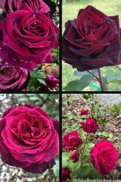 Crimson Knight Brindabella Rose - 2 Gallon Pot -Garden & Outdoor Sale Shop rosa crimson knight brindabella rose 2