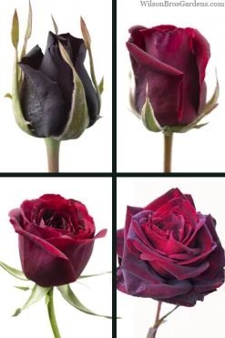 Crimson Knight Brindabella Rose - 2 Gallon Pot -Garden & Outdoor Sale Shop rosa crimson knight brindabella rose 3