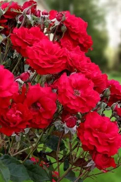 Oh My! Floribunda Tree Rose - 7 Gallon Pot 9 Oh My! Floribunda Tree Rose - 7 Gallon Pot -Garden & Outdoor Sale Shop rosa oh my floribunda rose 2