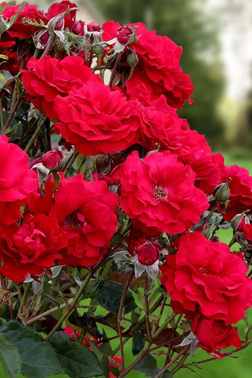 Oh My! Floribunda Tree Rose - 7 Gallon Pot 6 Oh My! Floribunda Tree Rose - 7 Gallon Pot - Image 4