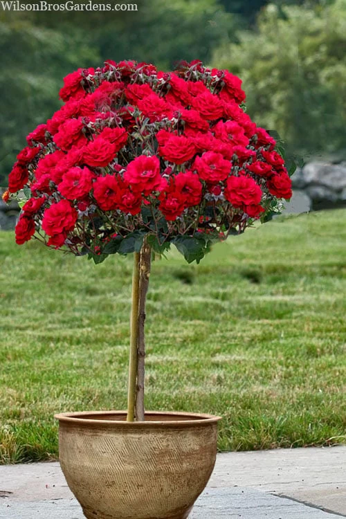 Oh My! Floribunda Tree Rose - 7 Gallon Pot 3 Oh My! Floribunda Tree Rose - 7 Gallon Pot