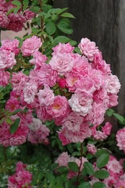 Peggy Martin Climbing Rose - 3 Gallon Pot -Garden & Outdoor Sale Shop rosa peggy martin climbing rose 1