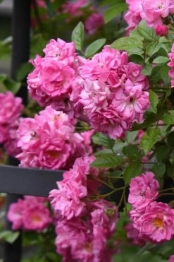 Peggy Martin Climbing Rose - 3 Gallon Pot -Garden & Outdoor Sale Shop rosa peggy martin climbing rose 10
