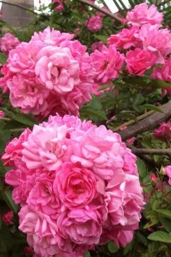 Peggy Martin Climbing Rose - 3 Gallon Pot -Garden & Outdoor Sale Shop rosa peggy martin climbing rose 11