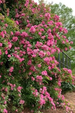 Peggy Martin Climbing Rose - 3 Gallon Pot -Garden & Outdoor Sale Shop rosa peggy martin climbing rose 2