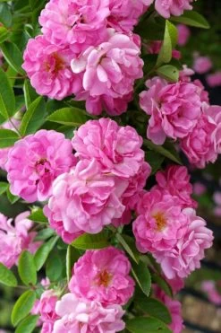 Peggy Martin Climbing Rose - 3 Gallon Pot -Garden & Outdoor Sale Shop rosa peggy martin climbing rose 5
