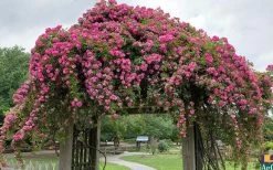 Peggy Martin Climbing Rose - 3 Gallon Pot -Garden & Outdoor Sale Shop rosa peggy martin climbing rose 7