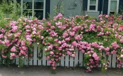 Peggy Martin Climbing Rose - 3 Gallon Pot -Garden & Outdoor Sale Shop rosa peggy martin climbing rose 8
