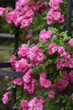 Peggy Martin Climbing Rose - 3 Gallon Pot -Garden & Outdoor Sale Shop rosa peggy martin climbing rose 9