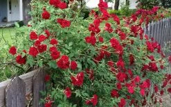 Red Cascade Miniature Climbing Rose - 2.5 Quart Pot 18 Red Cascade Miniature Climbing Rose - 2.5 Quart Pot -Garden & Outdoor Sale Shop rosa red cascade rose 100