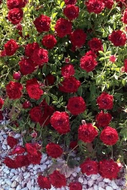 Red Cascade Miniature Climbing Rose - 2.5 Quart Pot 16 Red Cascade Miniature Climbing Rose - 2.5 Quart Pot -Garden & Outdoor Sale Shop rosa red cascade rose 101