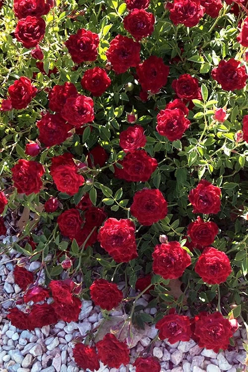 Red Cascade Miniature Climbing Rose - 2.5 Quart Pot 7 Red Cascade Miniature Climbing Rose - 2.5 Quart Pot - Image 5
