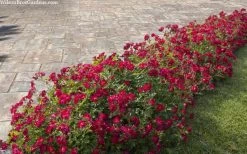 Red Drift Groundcover Rose - 1 Gallon Pot -Garden & Outdoor Sale Shop rosa red drift dwarf rose 100