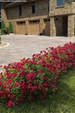 Red Drift Groundcover Rose - 1 Gallon Pot -Garden & Outdoor Sale Shop rosa red drift dwarf rose 101