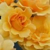 Rise Up Amberness Rose - 2 Gallon Pot -Garden & Outdoor Sale Shop rosa rise up amberness rose 2