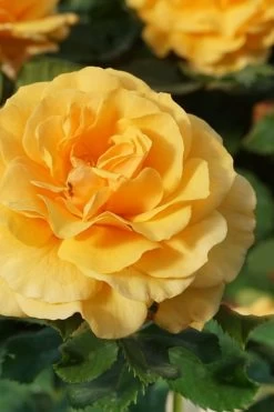 Rise Up Amberness Rose - 2 Gallon Pot -Garden & Outdoor Sale Shop rosa rise up amberness rose 3