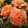 At Last Rose - 3 Gallon Pot -Garden & Outdoor Sale Shop rose at last 2