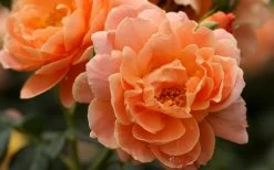 At Last Rose - 3 Gallon Pot -Garden & Outdoor Sale Shop rose at last 5