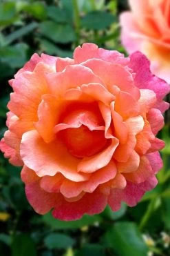 Easy Does It Rose - 3 Gallon Pot -Garden & Outdoor Sale Shop rose easy does it 22