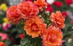 Easy Does It Rose - 3 Gallon Pot -Garden & Outdoor Sale Shop rose easy does it 26