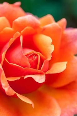 Easy Does It Rose - 3 Gallon Pot -Garden & Outdoor Sale Shop rose easy does it 3 500x750 1