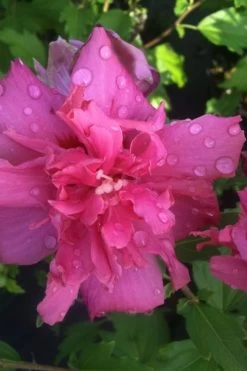 Lucy Rose Of Sharon (Single Trunk Tree) - 7 Gallon Pot (4-5') -Garden & Outdoor Sale Shop rose of sharon lucy 5