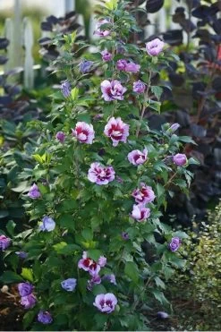 Purple Pillar Rose Of Sharon - 5 Gallon Pot 12 Purple Pillar Rose Of Sharon - 5 Gallon Pot -Garden & Outdoor Sale Shop rose of sharon purple pillar 20