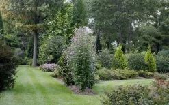 Purple Pillar Rose Of Sharon - 5 Gallon Pot 11 Purple Pillar Rose Of Sharon - 5 Gallon Pot -Garden & Outdoor Sale Shop rose of sharon purple pillar 21