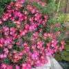Pink Drift Groundcover Rose - 3 Gallon Pot -Garden & Outdoor Sale Shop rose pink drift 10 1