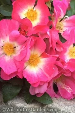 Pink Drift Groundcover Rose - 3 Gallon Pot -Garden & Outdoor Sale Shop rose pink drift 11 1