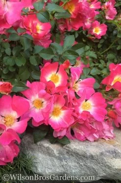 Pink Drift Groundcover Rose - 3 Gallon Pot -Garden & Outdoor Sale Shop rose pink drift 12 1