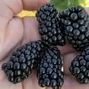 Prime Ark Horizon Blackberry Plant - 1 Gallon Pot -Garden & Outdoor Sale Shop rubus prime ark horizon blackberry 1