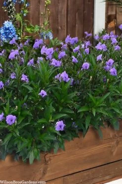 Mayan Compact Purple Mexican Petunia (Ruellia) - 5 Pack Quart Pots -Garden & Outdoor Sale Shop ruellia simplex mayan compact purple mexican petunia 4