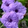 Mayan Compact Purple Mexican Petunia (Ruellia) - 5 Pack Quart Pots -Garden & Outdoor Sale Shop ruellia simplex nayan compact purple mexican petunia 1