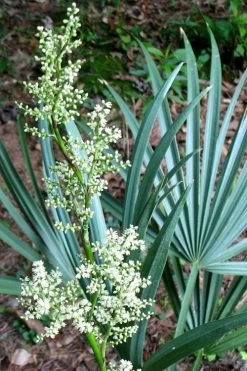 Blue Stem Dwarf Palmetto Palm (Sabal Minor) - 3 Gallon Pot 15 Blue Stem Dwarf Palmetto Palm (Sabal Minor) - 3 Gallon Pot -Garden & Outdoor Sale Shop sabal minor dwarf blue stem palmetto palm 1 1