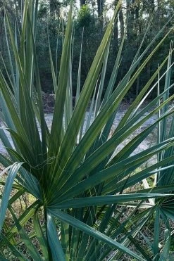Blue Stem Dwarf Palmetto Palm (Sabal Minor) - 7 Gallon Pot 17 Blue Stem Dwarf Palmetto Palm (Sabal Minor) - 7 Gallon Pot -Garden & Outdoor Sale Shop sabal minor dwarf blue stem palmetto palm 3