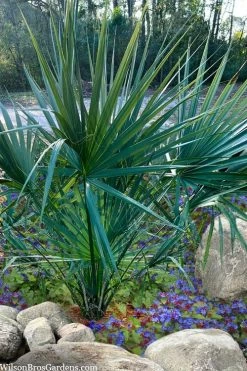 Blue Stem Dwarf Palmetto Palm (Sabal Minor) - 7 Gallon Pot 13 Blue Stem Dwarf Palmetto Palm (Sabal Minor) - 7 Gallon Pot -Garden & Outdoor Sale Shop sabal minor dwarf blue stem palmetto palm 5