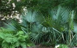 Blue Stem Dwarf Palmetto Palm (Sabal Minor) - 7 Gallon Pot 16 Blue Stem Dwarf Palmetto Palm (Sabal Minor) - 7 Gallon Pot -Garden & Outdoor Sale Shop sabal minor dwarf blue stem palmetto palm 6