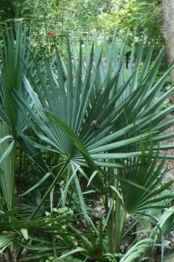 Blue Stem Dwarf Palmetto Palm (Sabal Minor) - 3 Gallon Pot