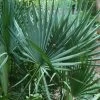 Blue Stem Dwarf Palmetto Palm (Sabal Minor) - 7 Gallon Pot -Garden & Outdoor Sale Shop sabal minor dwarf blue stem palmetto palm 7