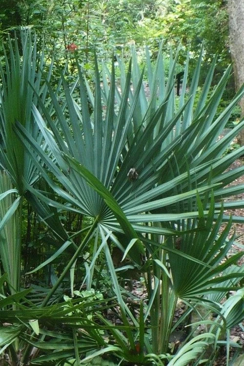 Blue Stem Dwarf Palmetto Palm (Sabal Minor) - 7 Gallon Pot 3 Blue Stem Dwarf Palmetto Palm (Sabal Minor) - 7 Gallon Pot