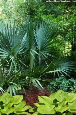 Blue Stem Dwarf Palmetto Palm (Sabal Minor) - 3 Gallon Pot 14 Blue Stem Dwarf Palmetto Palm (Sabal Minor) - 3 Gallon Pot -Garden & Outdoor Sale Shop sabal minor dwarf blue stem palmetto palm 8 1