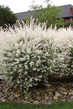 Flamingo Dappled Willow (Shrub Form) - 2 Gallon Pot -Garden & Outdoor Sale Shop salix integra flamingo dappled willow bush 2