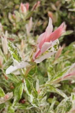 Flamingo Dappled Willow (Shrub Form) - 2 Gallon Pot -Garden & Outdoor Sale Shop salix integra flamingo dappled willow bush 3