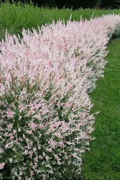 Flamingo Dappled Willow (Shrub Form) - 2 Gallon Pot -Garden & Outdoor Sale Shop salix integra flamingo dappled willow bush 4