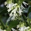 Fragrant Sweet Box (Sarcococca Ruscifolia) - 3 Gallon Pot -Garden & Outdoor Sale Shop sarcococca ruscifolia fragrant sweet box 1